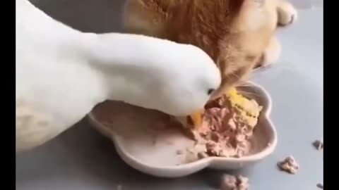 new funny animals best moments 28