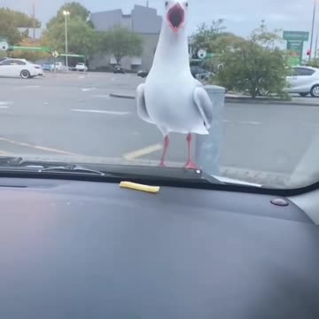 Seagulls will always cheer you up