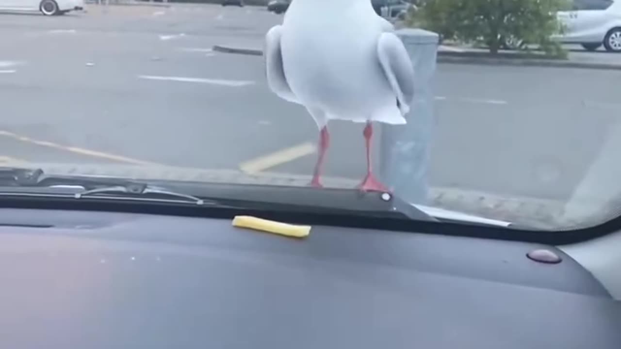 Seagulls will always cheer you up