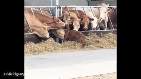 Funniest Animal Videos 2025 That’ll Have You Rolling with Laughter 🤣
