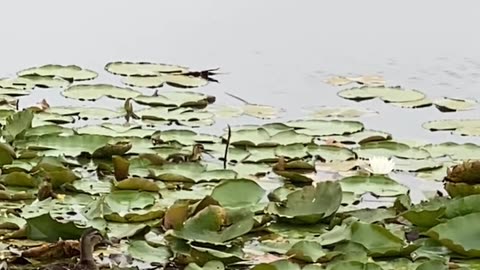 HOW CUTE?!! ducklings on lily pads