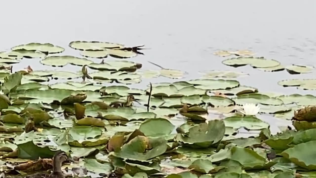 HOW CUTE?!! ducklings on lily pads