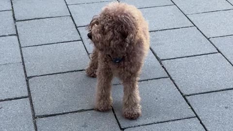 Cute Dog Reunites With Mommy