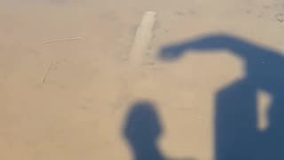 SHADOW CRAB!