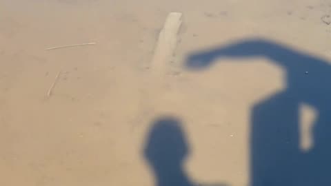 SHADOW CRAB!