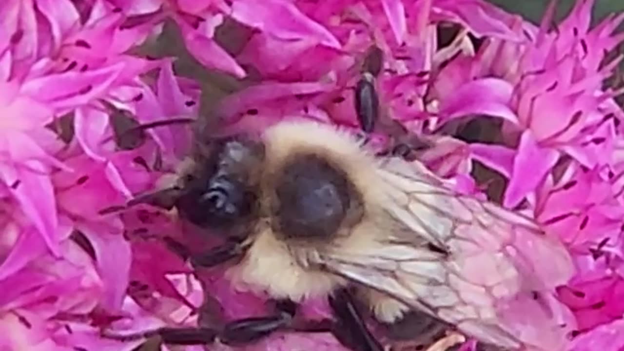 Sedum are the greatest