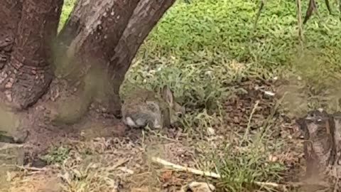 Rabbit in Rain at Jaya
