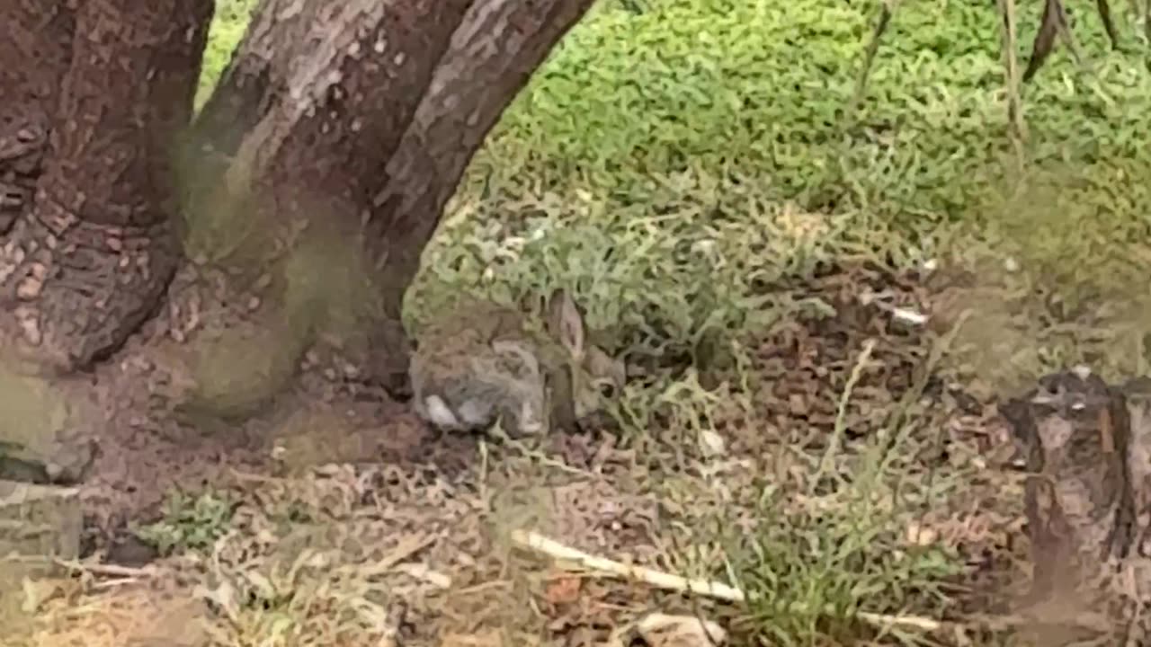 Rabbit in Rain at Jaya