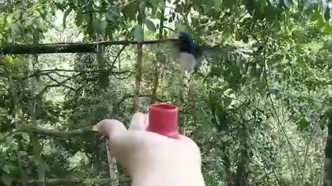 Hummingbird vibrations MY hand!