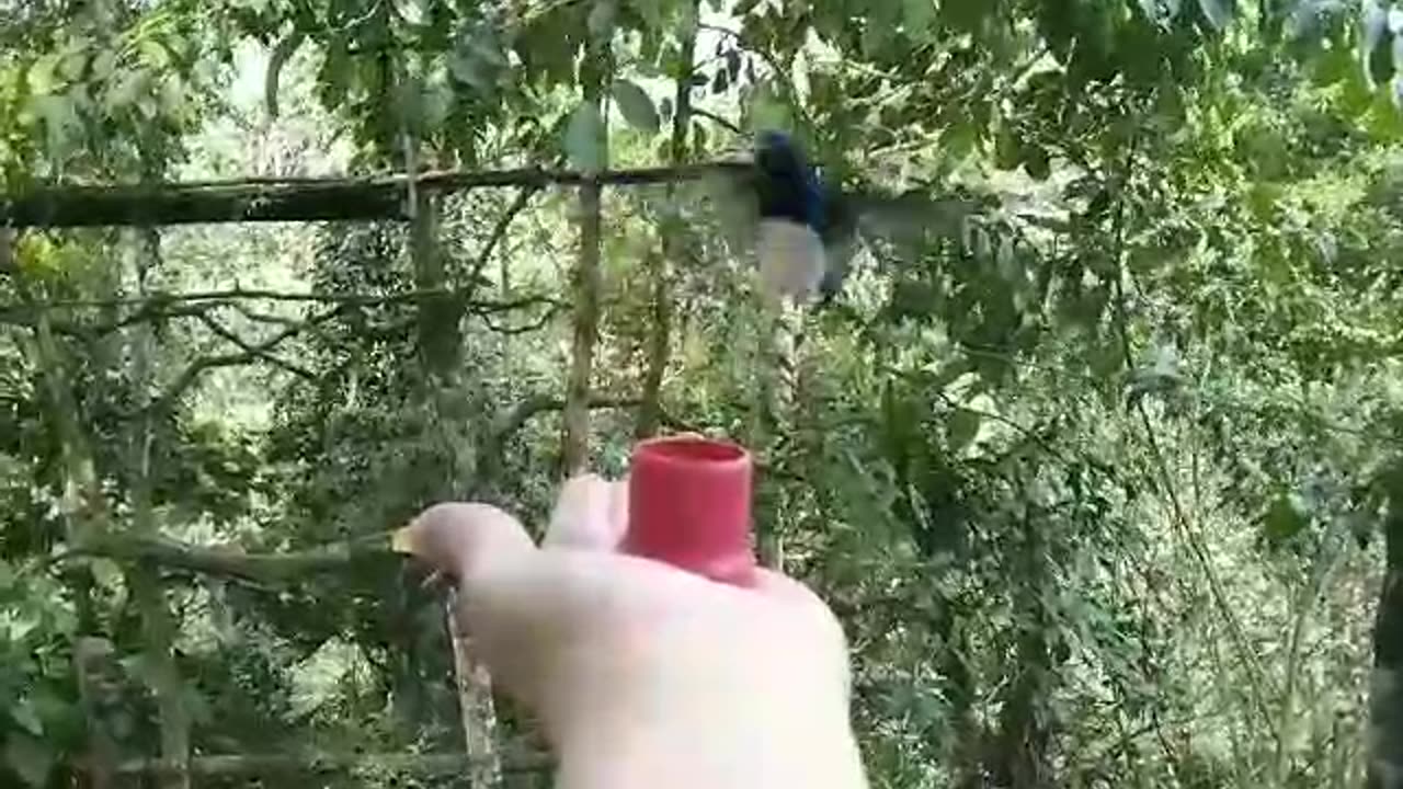 Hummingbird vibrations MY hand!