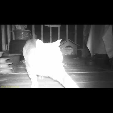 EA S164 - Eating & Pacing