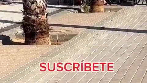 Pipe Wielding Baboon Savage Roaming Freely