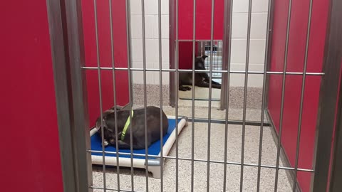 Cuteness 1y A833931 Enos 1y A873195 kennel 65 pod 3 PACC shelter Enos insid Cuteness outsid7-2_544