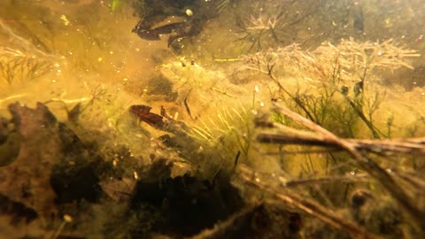 Another short underwater video