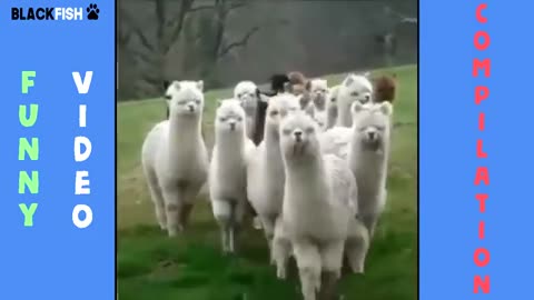 Funniest animal compilation 3( Try not to laugh😂😂)