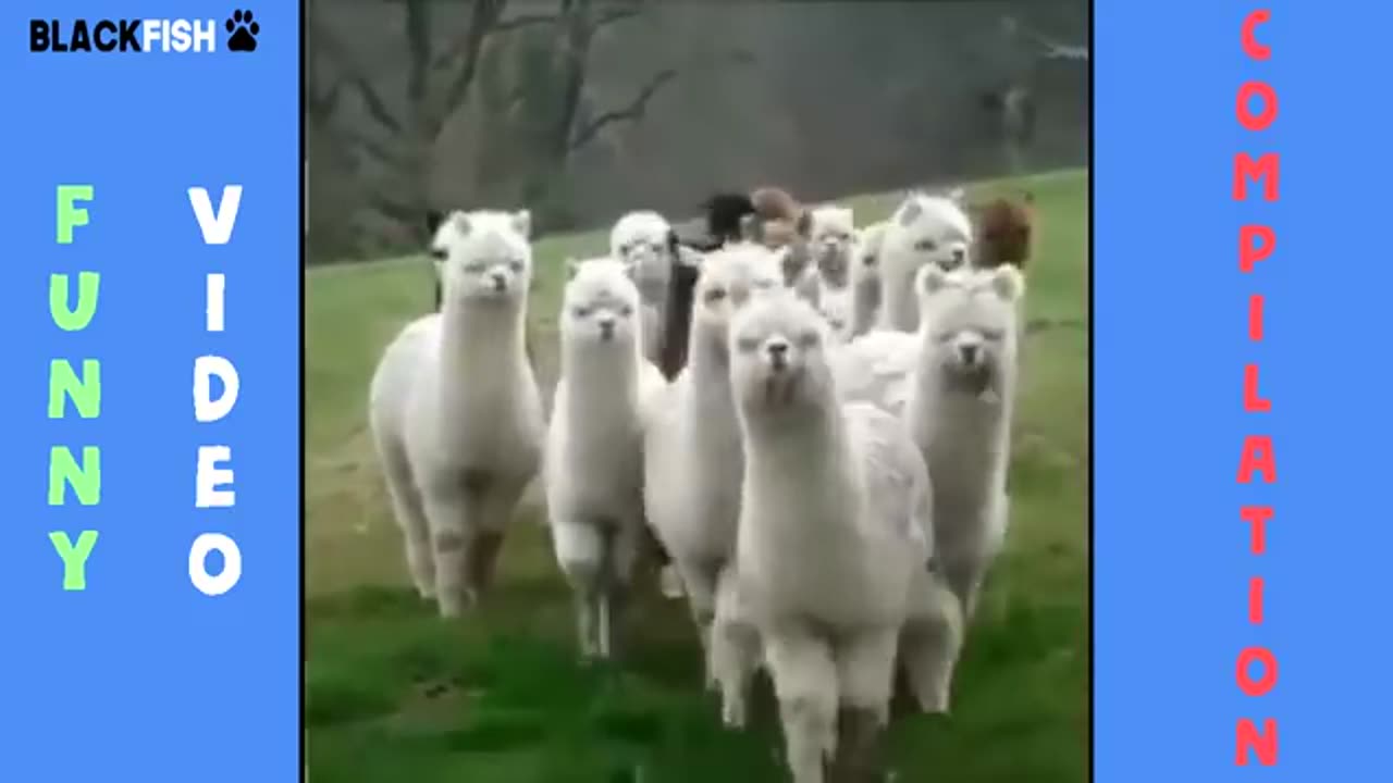 Funniest animal compilation 3( Try not to laugh😂😂)