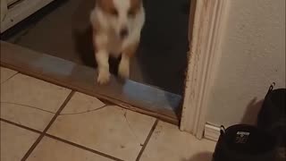 Tornado coming, so the dogs invited in another friend. HAHA