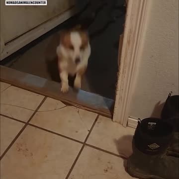 Tornado coming, so the dogs invited in another friend. HAHA