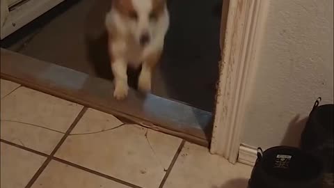 Tornado coming, so the dogs invited in another friend. HAHA