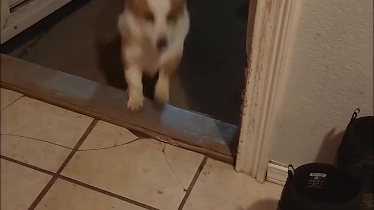 Tornado coming, so the dogs invited in another friend. HAHA