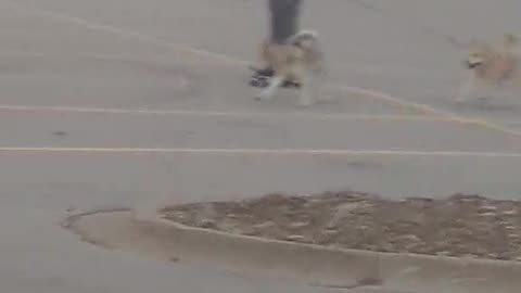 Huskitas Skateboarding