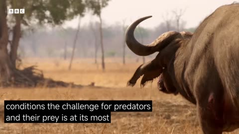 Some of the Greatest Fights in the Animal Kingdom |#3