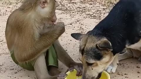 Monkey Gives Food to Dog – Cutest Thing You’ll See Today!
