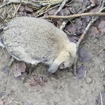 Tan Bunny Touring the Yard 🌾