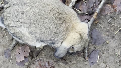 Tan Bunny Touring the Yard 🌾