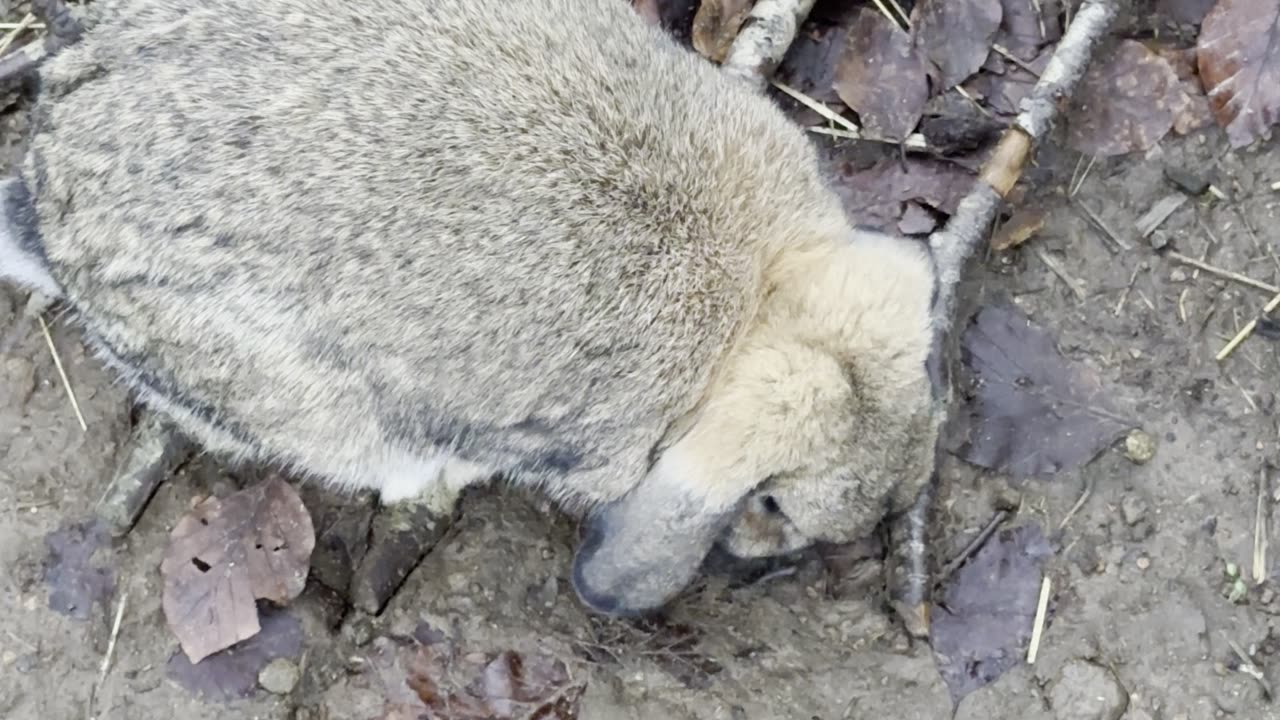 Tan Bunny Touring the Yard 🌾