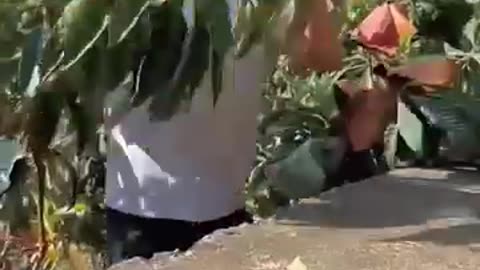 Islami video