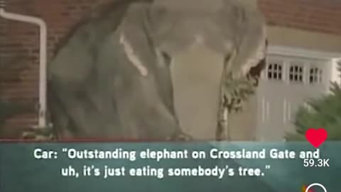 😂🤯 Watch Police's Hilarious Attempt to Catch 3 Escaped Elephants! | FunFM