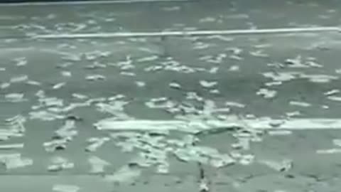Armored vehicle loses cash on San Diego freeway