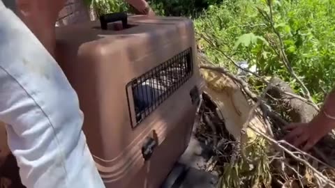 Rescue poor puppies in abandoned house