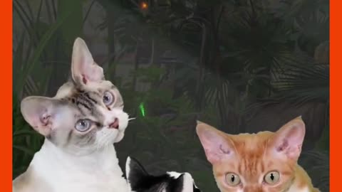 4th of July Pets, Wimbledon Dogs & Red Panda Room Service?!