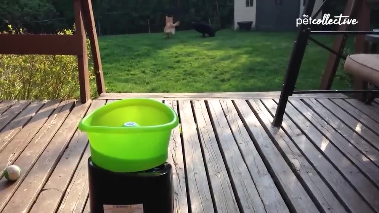 Try Not to Laugh CHALLENGE Funny Dogs Fresh Compilation 2025 😁👌