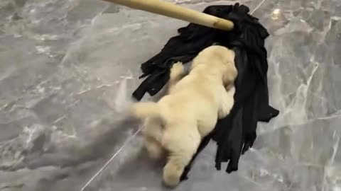 😂😹 Don't Laugh Challenge: Pet Edition 🐶🐾