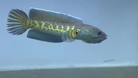 Channa auranti high fin