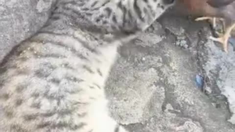 Funny cat