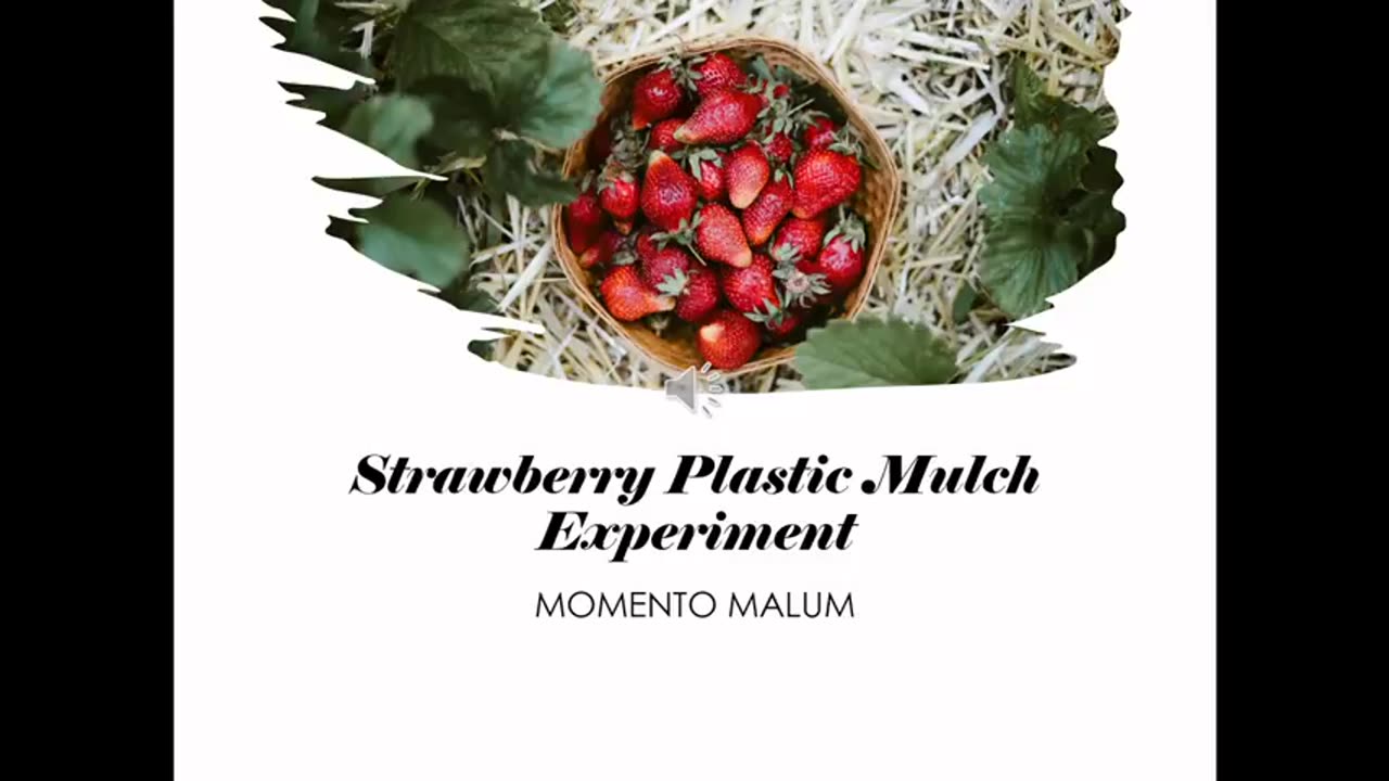 Alt-Tech S2 52 Canadian Strawberry Plastic Mulch Experiment