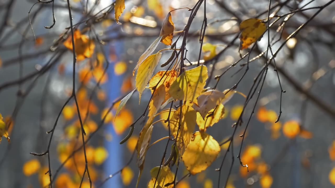 "The Jungle Taught Him What No City Ever Could"