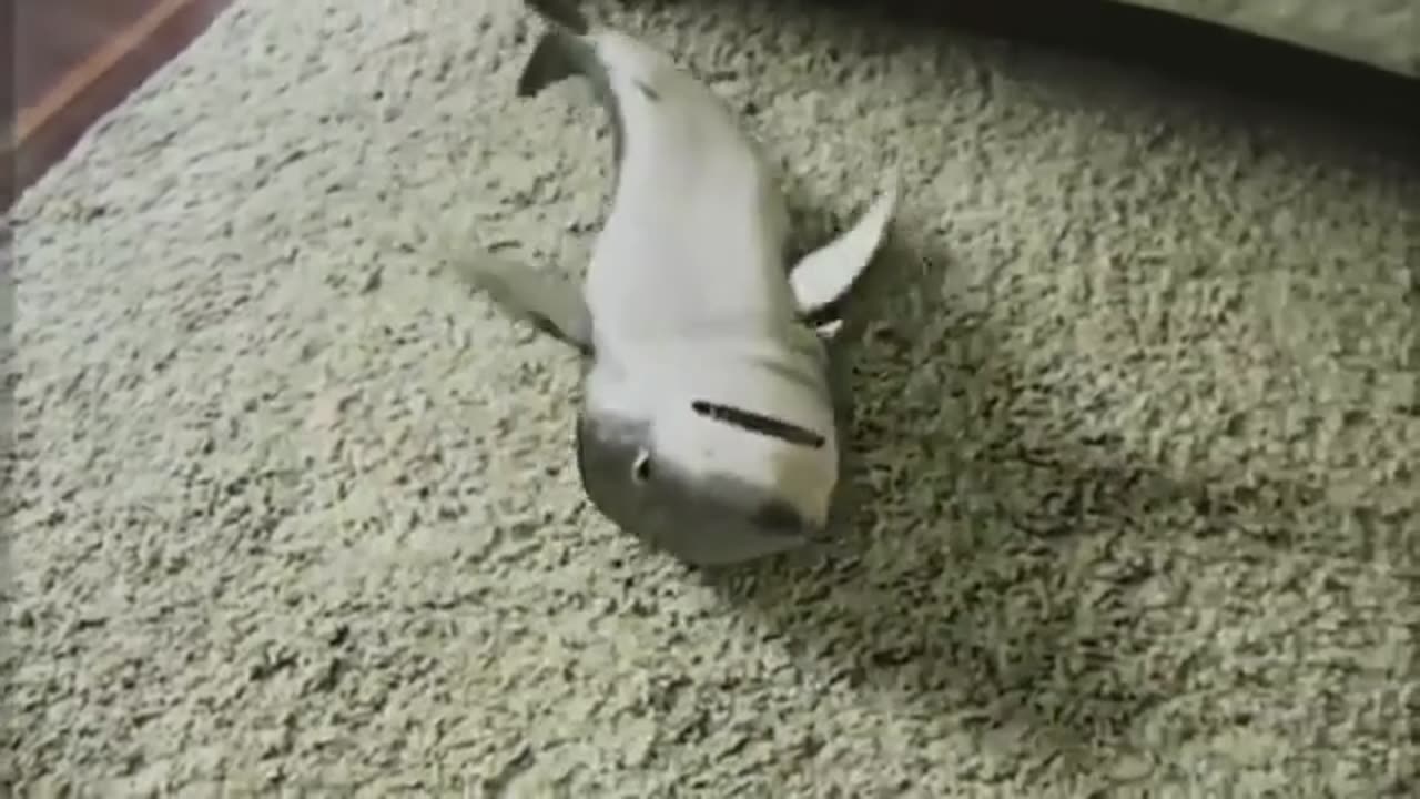 Baby Shark