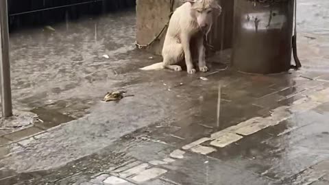 Sad Dog Left in the Rain