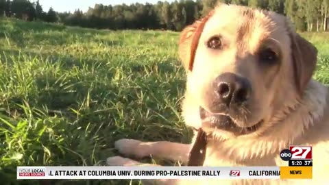 Clinical study for drug to extend a dog's lifespan begins