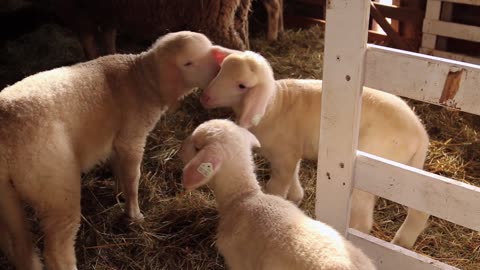 Baby Lambs