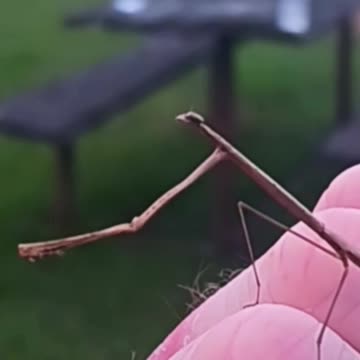Mantis transforms into a blade of dead grass. MUST SEE!
