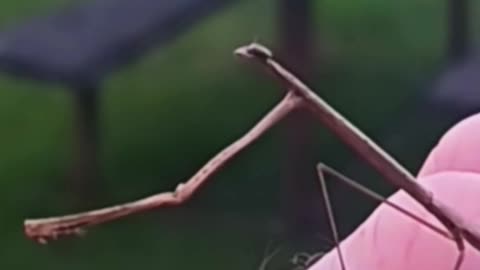 Mantis transforms into a blade of dead grass. MUST SEE!