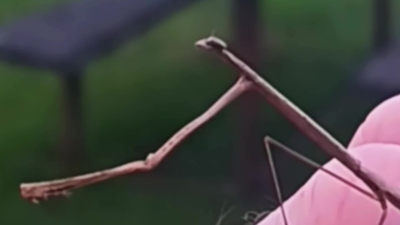 Mantis transforms into a blade of dead grass. MUST SEE!