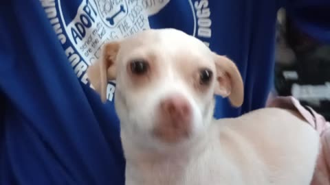 ChiChi at home She's 'in heat' so we gotta get her fixed before something happens20250805735