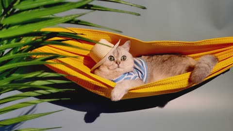 Funny cat